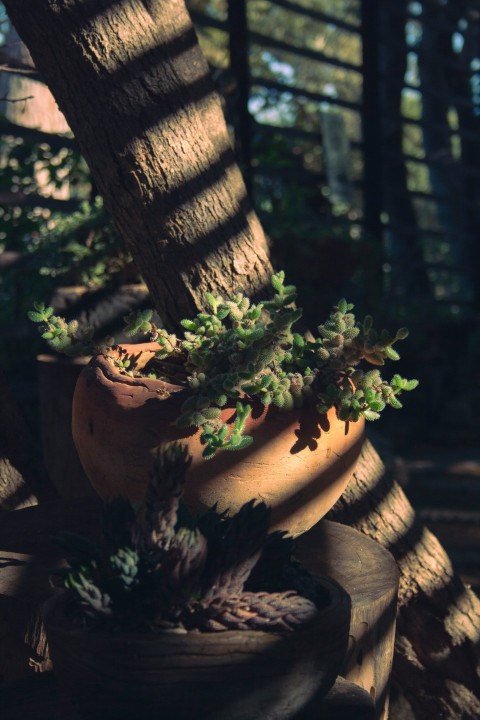 a potted plant sitting on top of a wooden table