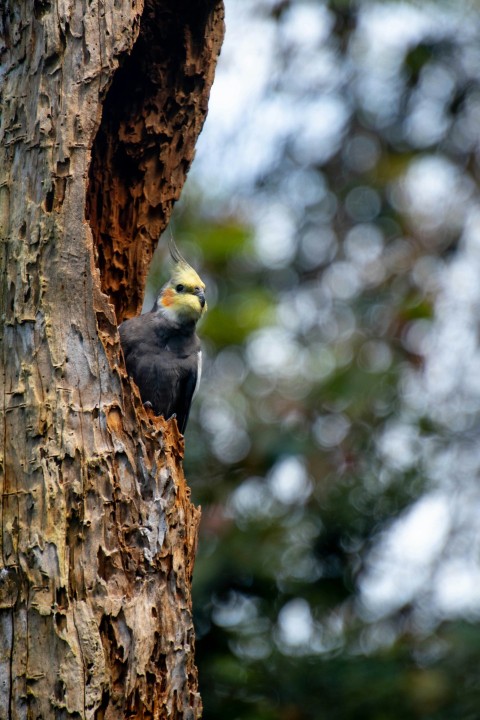 a bird is perched on the side of a tree