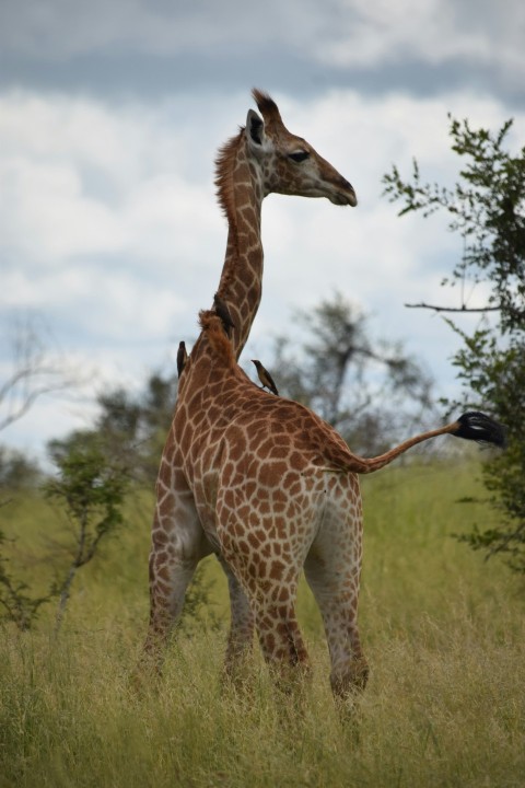 a couple of giraffe standing on top of a lush green field