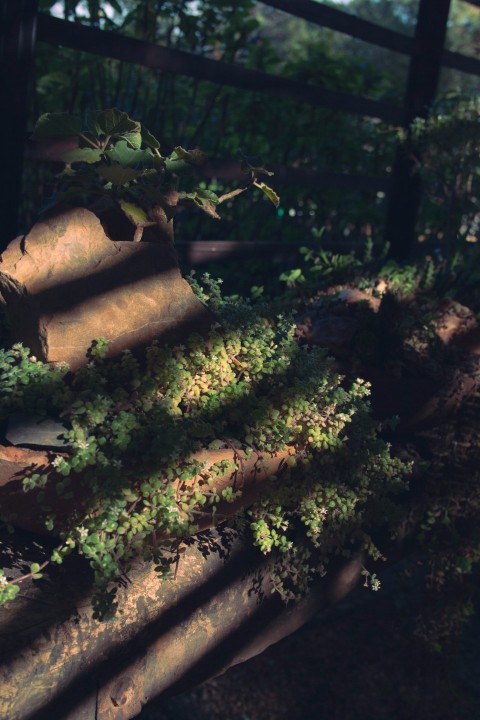 a close up of a fence with a plant growing on it DZAuB7k