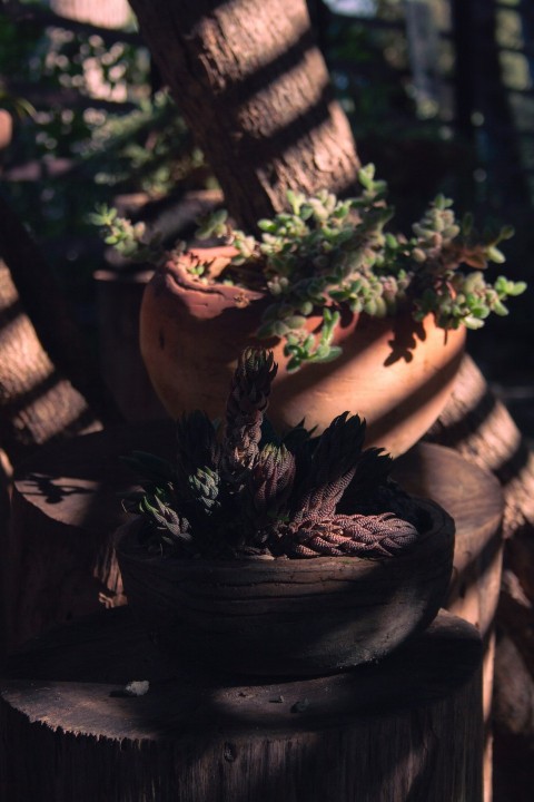 a potted plant sitting on top of a wooden table