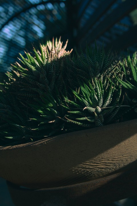 a close up of a plant in a pot