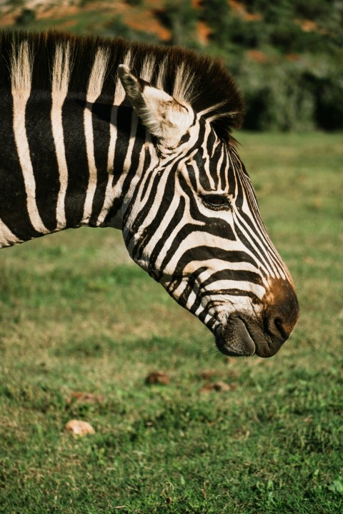 a zebra is standing in a field FFnR