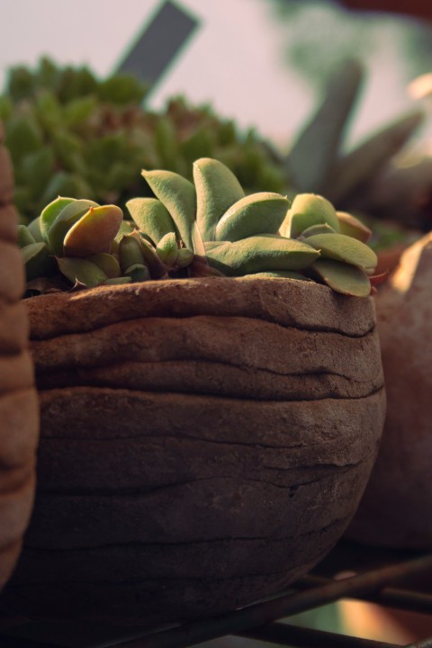 a close up of a potted plant on a shelf