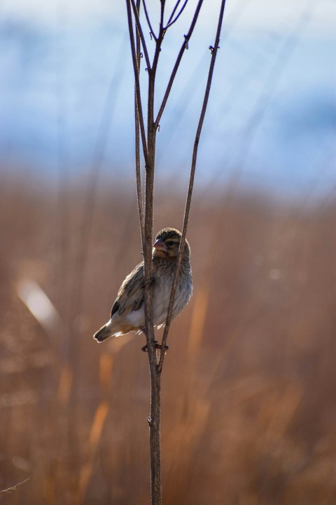 brown and white bird on brown tree branch