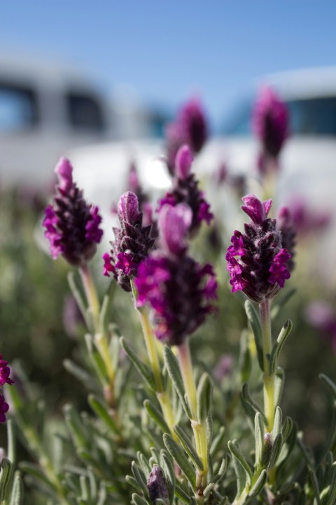 purple flower in tilt shift lens