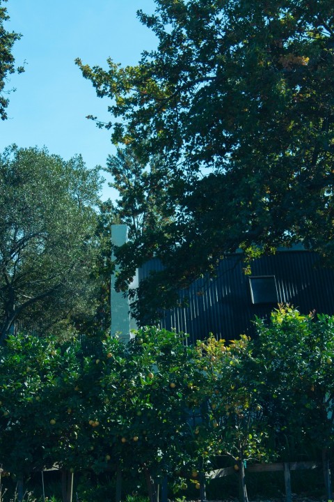 a street light surrounded by trees and bushes