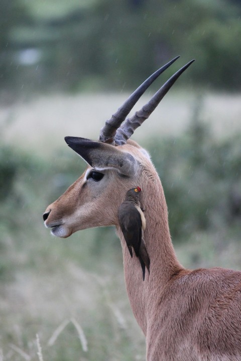 brown deer outdoor during daytime UtqYNK