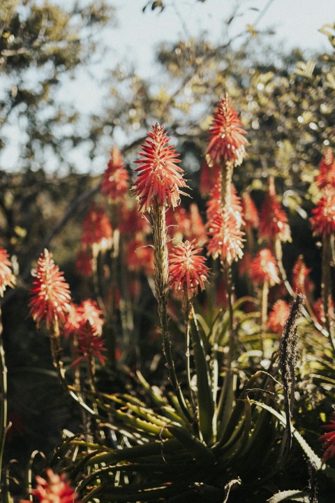 a bunch of flowers that are in the grass