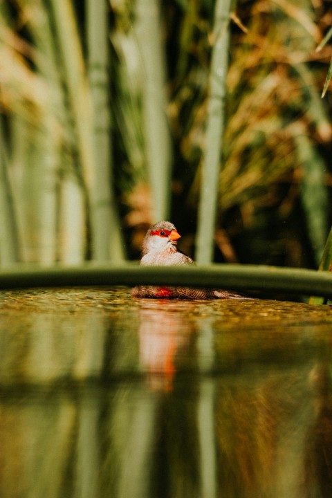 a small bird sitting on top of a body of water FHviIaI