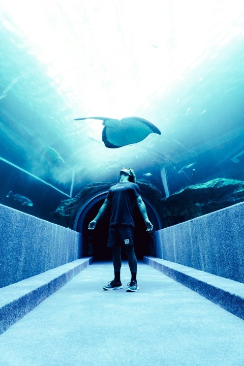 man standing on underwater dome under stingray Z_lrwPtyk