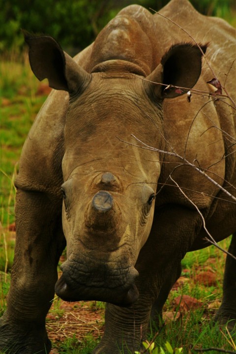 a close up of a rhino standing in a field