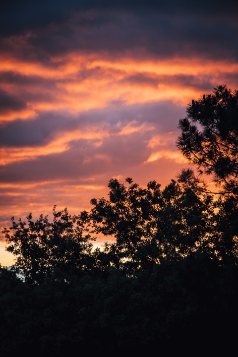 silhouette of trees during sunset