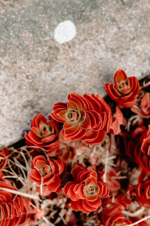 red petaled flowers