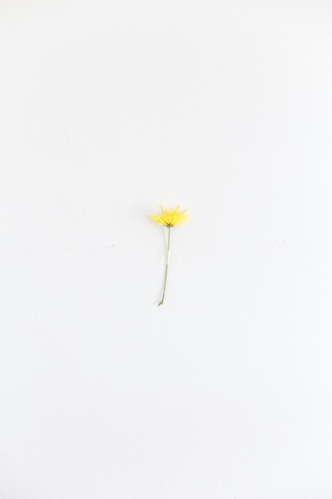 a single yellow flower on a white background