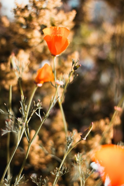 orange flower in green grass