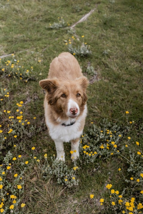 brown and white long coat medium dog on green grass field during daytime