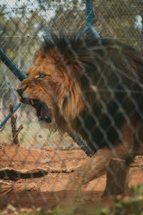 a lion in a fenced in area with its mouth open