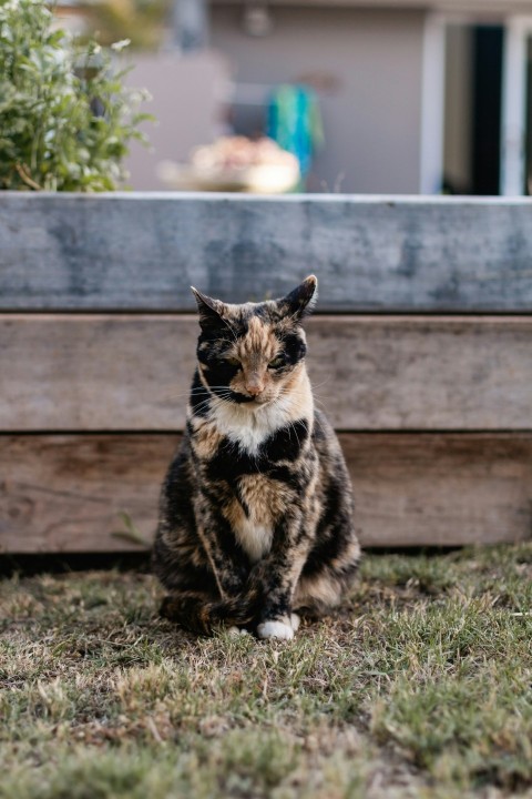 black and brown cat on green grass during daytime