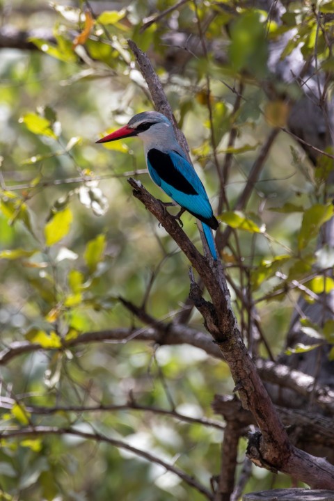 a colorful bird perched on a tree branch LEGM