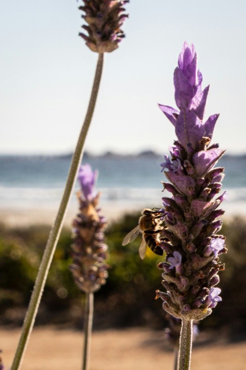 a close up of a flower near a body of water