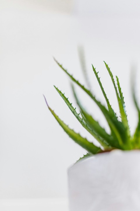 a close up of a green plant in a white vase