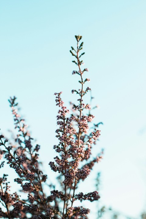 red and white flower under white sky during daytime