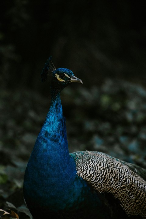 selective photography of peacock