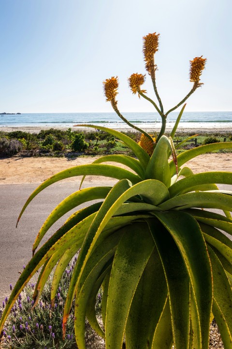 a large plant with yellow flowers in front of a beach