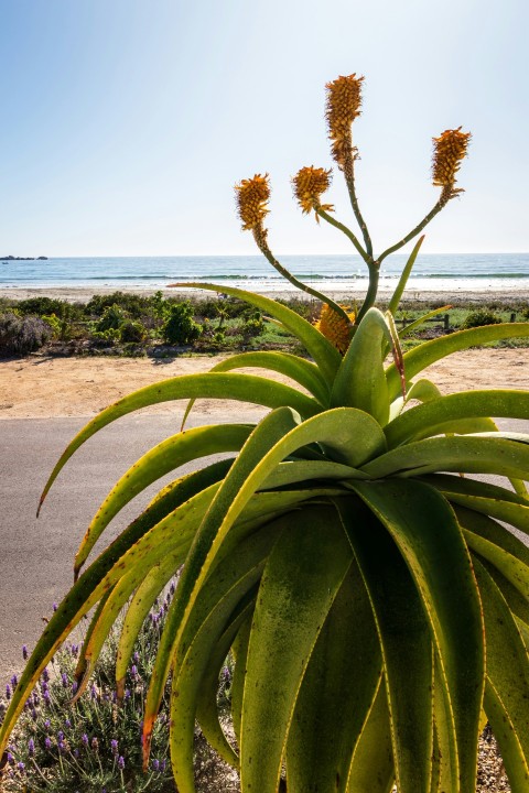 a large plant with yellow flowers in front of a beach