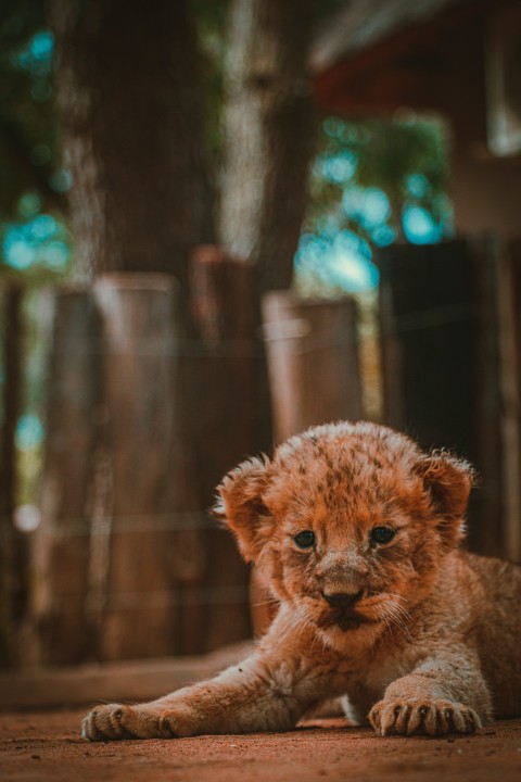 a small lion cub laying on the ground