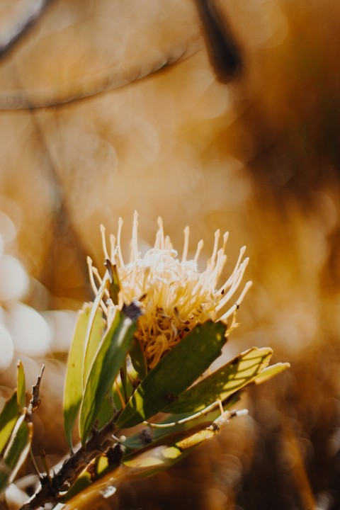 white flower in tilt shift lens