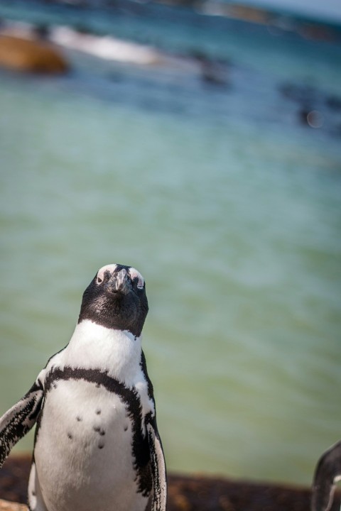 white and black penguin