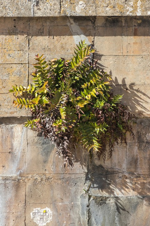 a plant growing out of the side of a stone wall