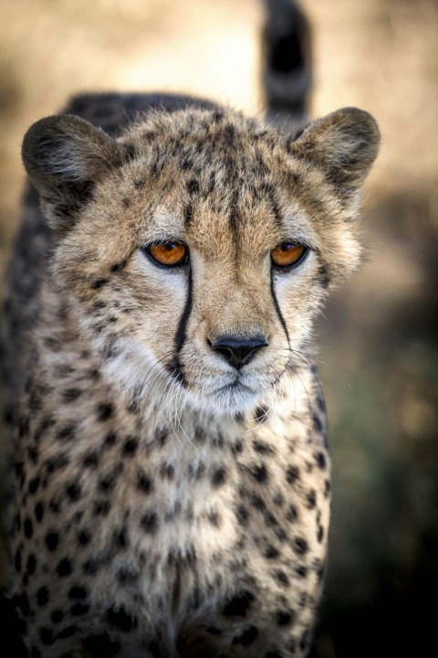 brown and black cheetah in close up photography hksj