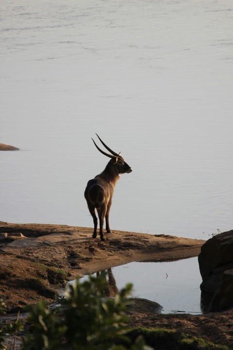 brown deer standing on brown rock near body of water during daytime