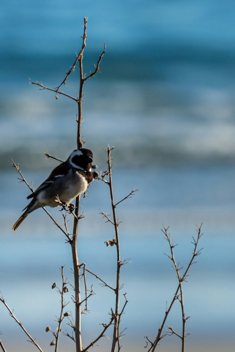 a small bird perched on a tree branch qQfyTDL