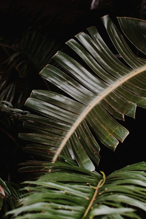 green leaf plant in close up photography