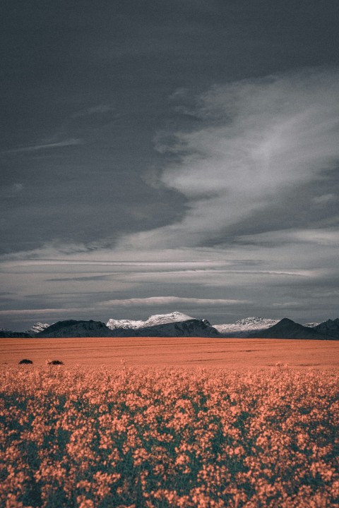 brown grass field near mountains under cloudy sky during daytime