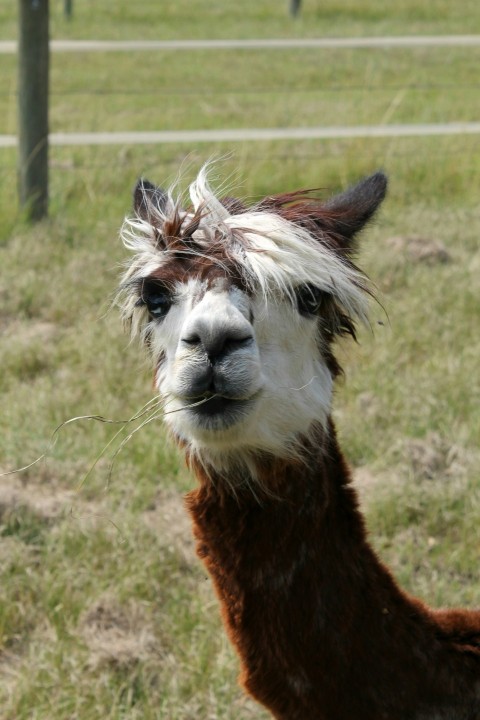 a close up of a llama in a field