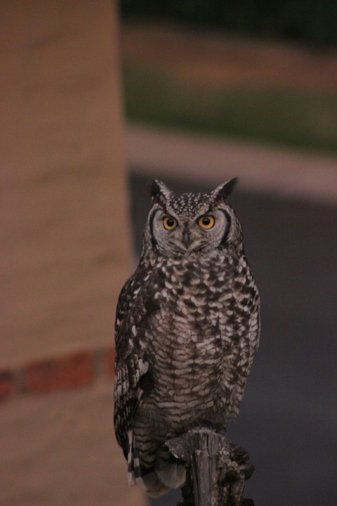 an owl sitting on top of a wooden post