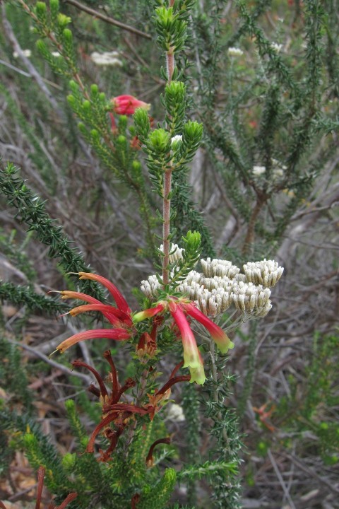 a close up of a flower on a plant