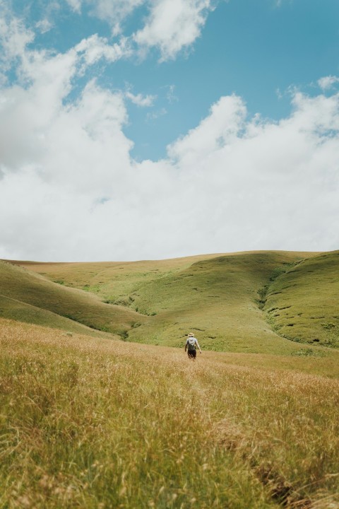 a couple of sheep walking across a lush green field ijw_EI