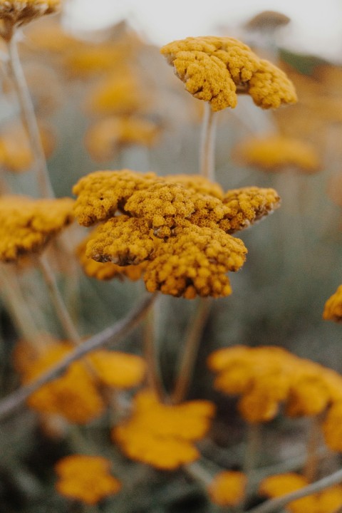 brown flower in tilt shift lens