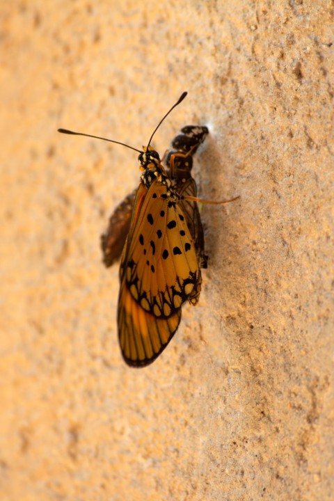 a yellow and black butterfly resting on a wall