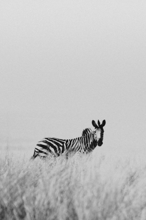 a black and white photo of a zebra in a field VGggiL