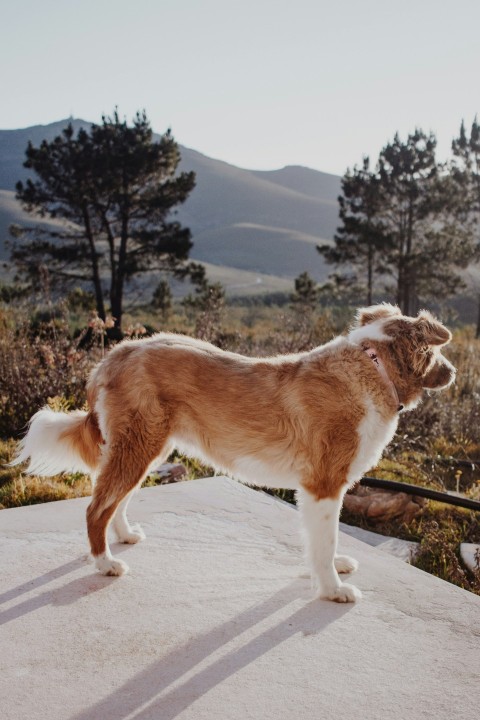 brown and white saint bernard on snow covered ground during daytime