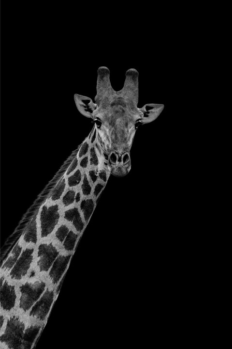 a black and white photo of a giraffe