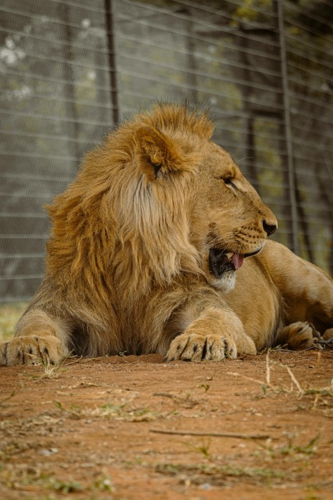 a lion laying on the ground with its mouth open