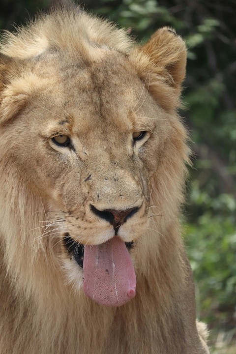 brown lion with tongue out